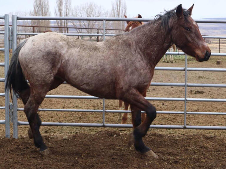 Beaty Butte Wild Horses