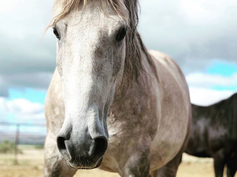 Beaty Butte Wild Horses