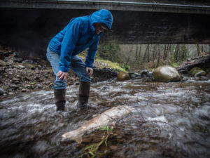 A man examines a dead salmon