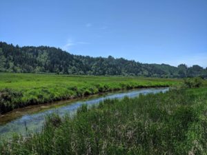 Meadow view along the Umpqua River