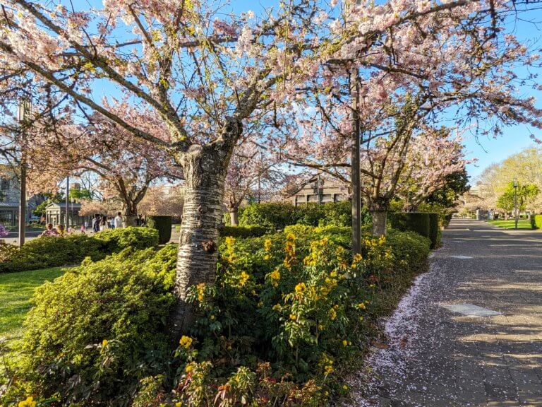 Cherry trees in bloom